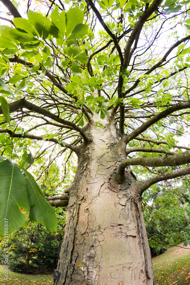 Fototapeta premium Castanea crenata (Japanese chestnut)