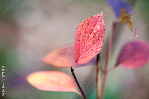 Late autumn in the park with beautiful  colorful leaves