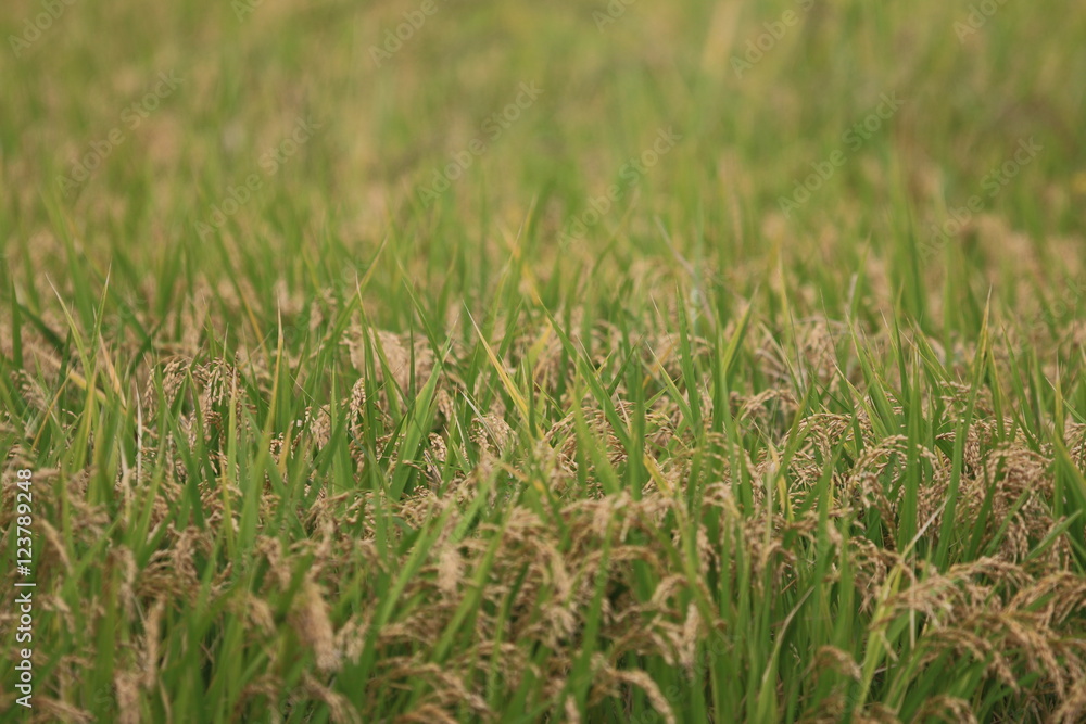 Obraz premium 稲穂