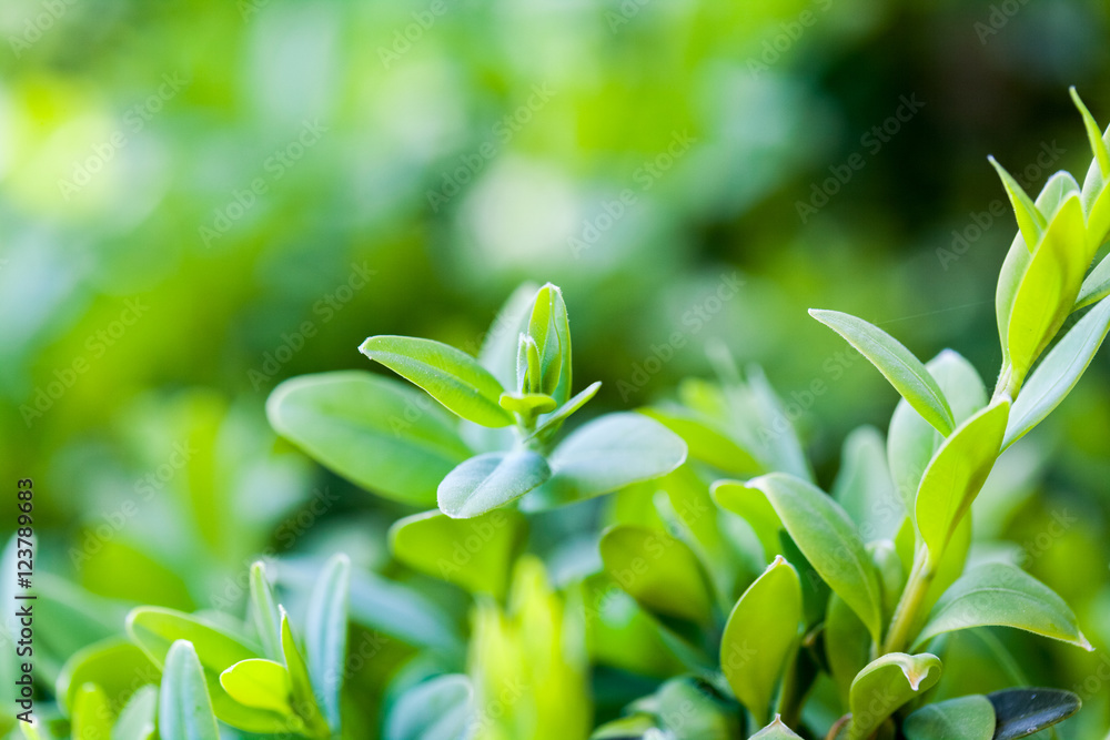 Obraz premium Buxus sempervirens bush - macro details with soft focus