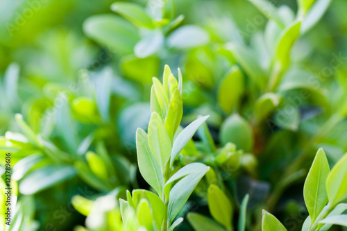 Buxus sempervirens bush - macro details with soft focus