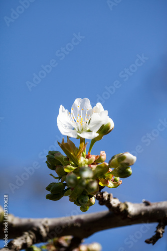 Beautiful pear tree flowers with natural background and soft focus. High resolution and quality