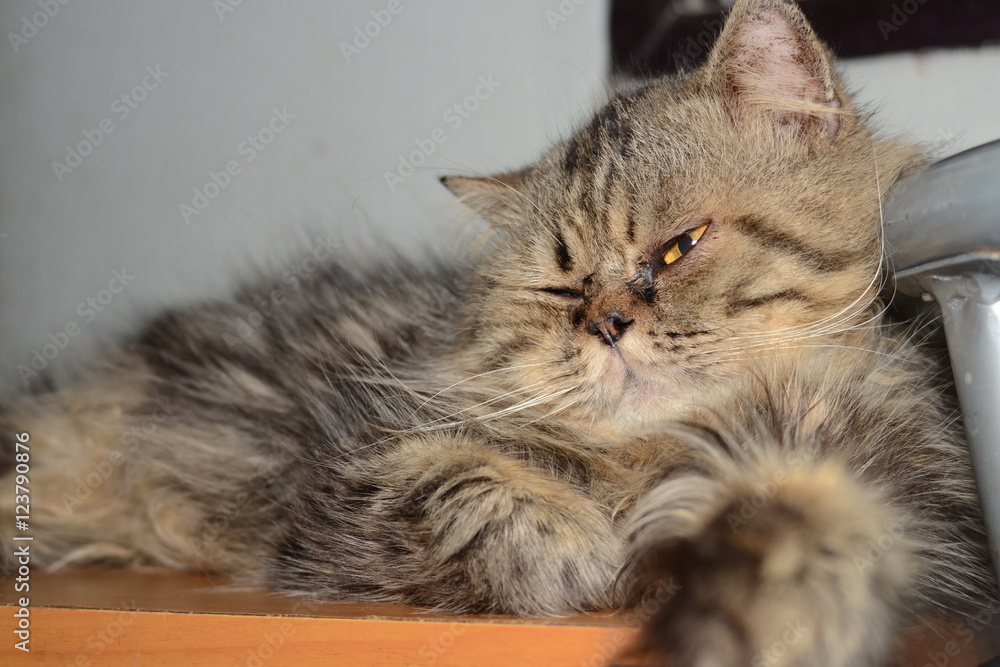 home pets yellow eyes and long hair home pets yellow eyes and long hair