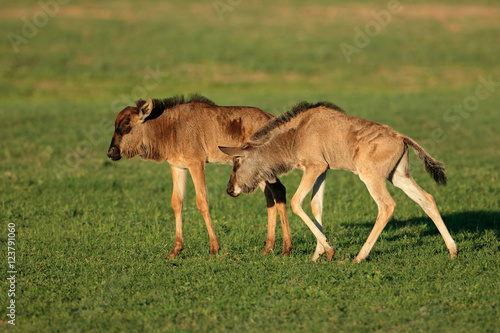 Two young blue wildebeest calves  Connochaetes taurinus   Kalahari  South Africa.