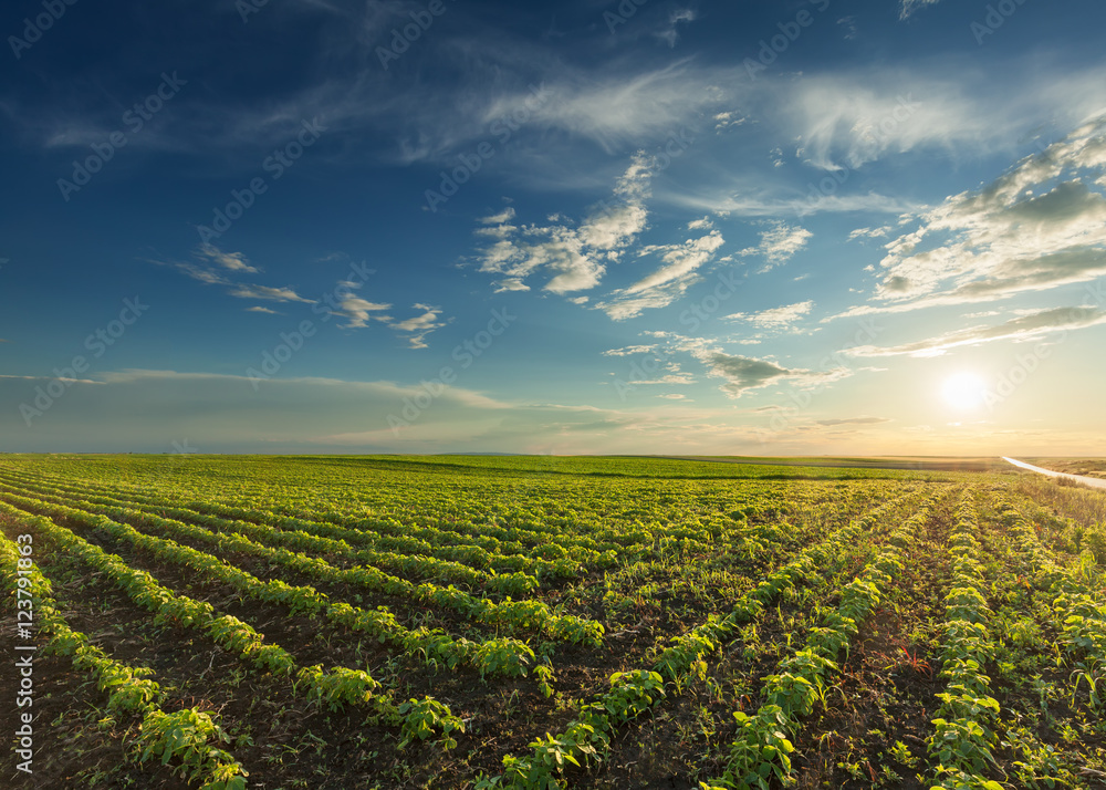 Young soybean crops at idyllic sunset Young soybean crops at idyllic sunset