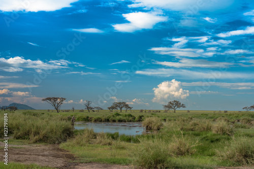 Serengeti Plains  view of watering hole during the wet season  Tanzania