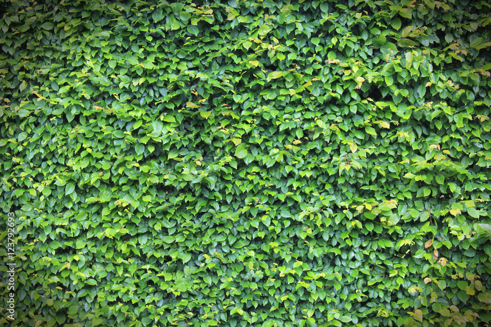 Haie de Charme \ Carpinus Betulus Haie de Charme \ Carpinus Betulus