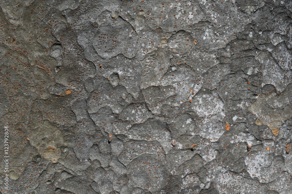 Naklejka premium 欅の表皮