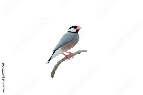 Beautiful bird ,Bird Java sparrow isolated on white background © chamnan phanthong