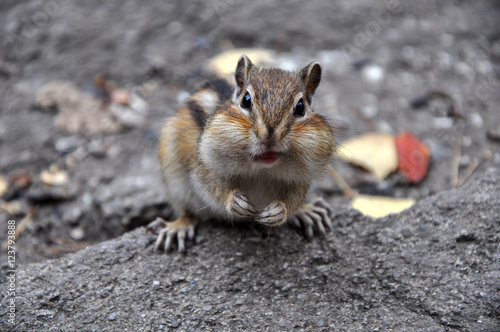 Photos Surprised chipmunk stone