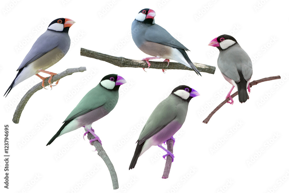 Obraz premium Beautiful bird ,Bird Java sparrow isolated on white background