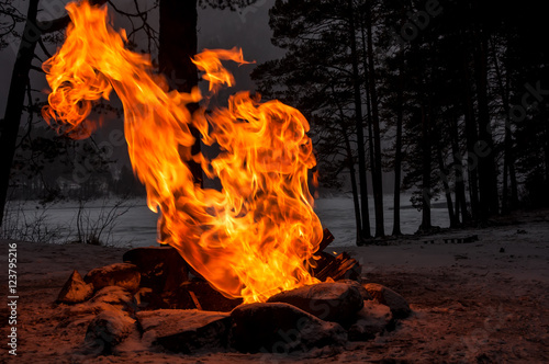 bonfire flame winter forest