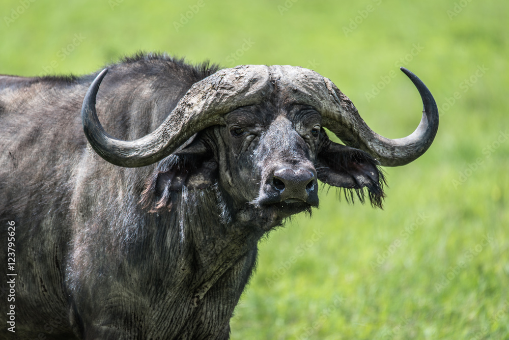 Buffalo of the Serengeti Buffalo of the Serengeti
