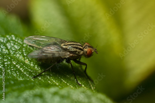 The fly on the leaf, macro