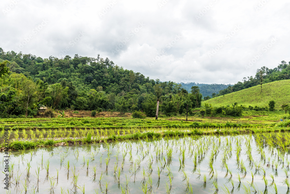 Growing rice fields on terraced in rainy season in Thailand. Growing rice fields on terraced in rainy season in Thailand.