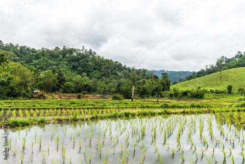 Growing rice fields on terraced in rainy season in Thailand.