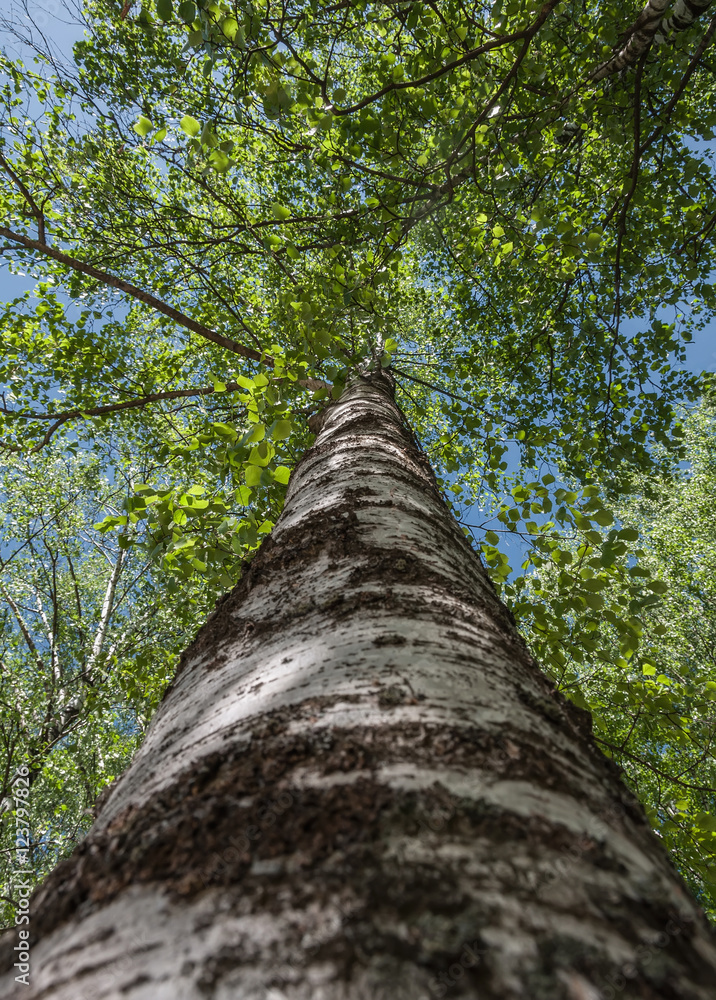 Fototapeta premium birch high bottom view