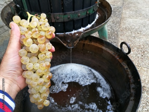 Φωτογραφία production of wine home