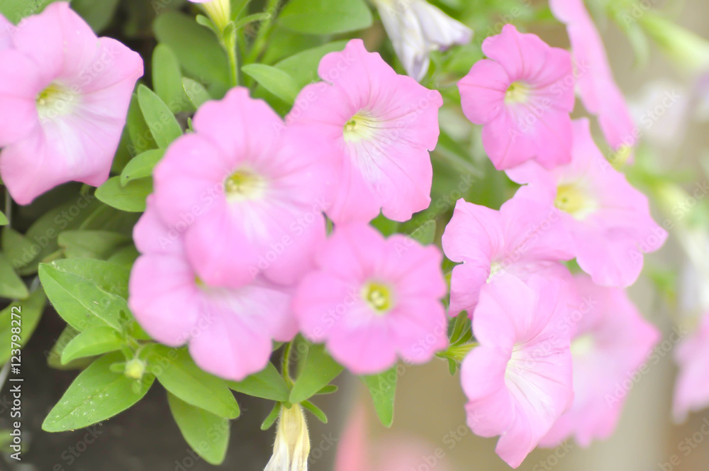 Fototapeta premium Petunia hybrida, petunia in blur background
