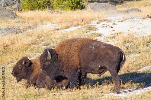 Bison