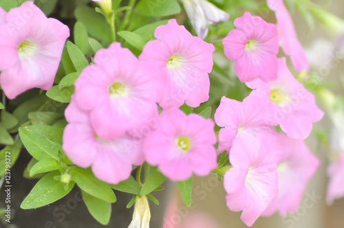 Petunia hybrida,  petunia in blur background