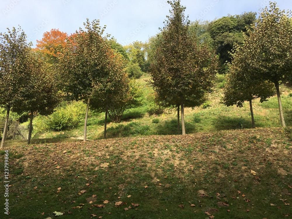 Naklejka premium Bäume im Herbst