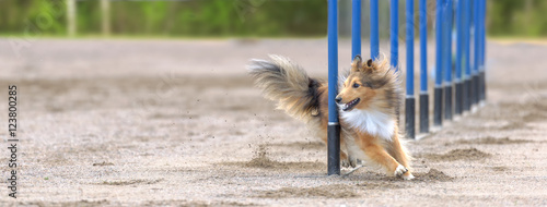 Shetland Sheepdog in agility slalom. Sized to fit for cover image on popular social media site. photo