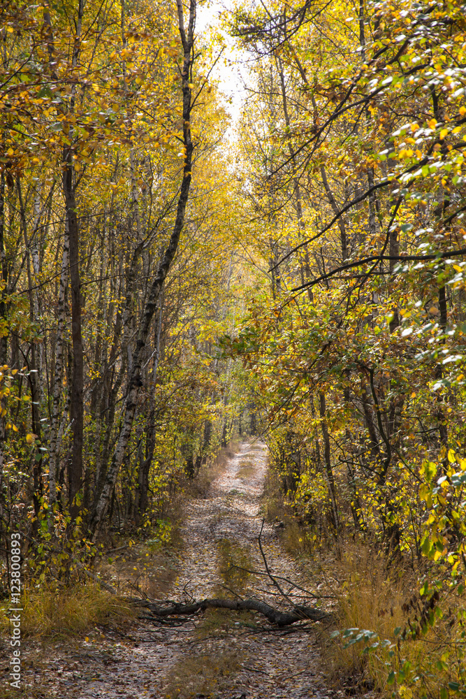 Fototapeta premium Beautiful colorful autumn landscape