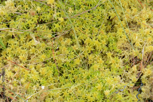 Spagnum Moss in closeup