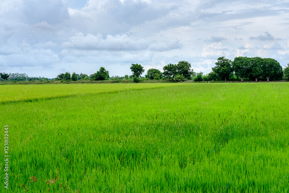 green rice fields of countryside in thailand