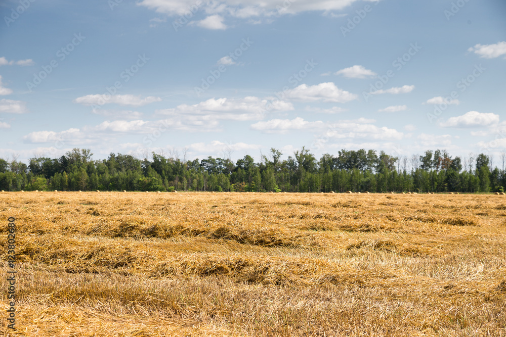 Field haystacks rural summer view
