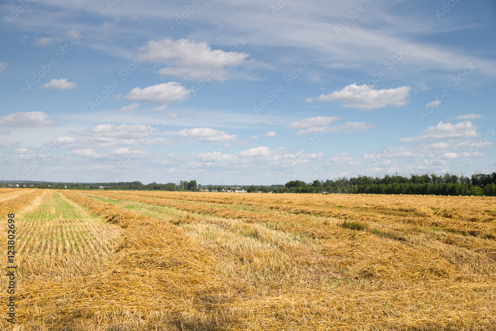 Field haystacks rural summer view