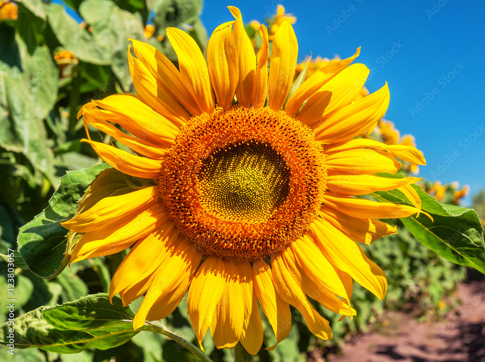 Obraz premium lush sunflower, field