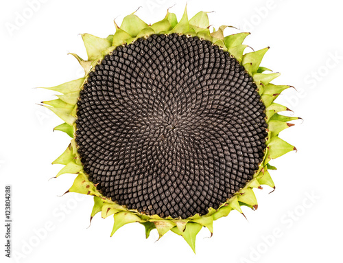 ripe sunflower,isolated