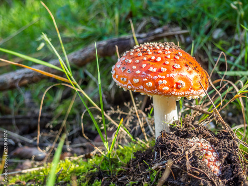 Fliegenpilz in der Sonne