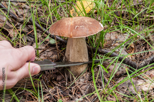 boletus mushroom forest cutting