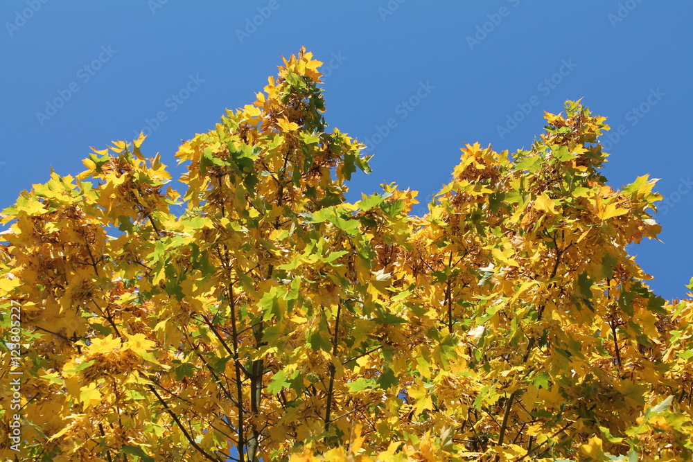 Yellow Leaves and Blue Sky