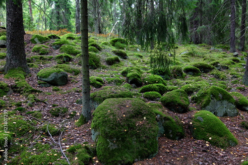 Moss on the forest stones