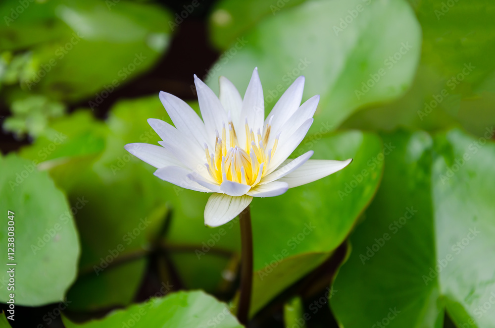 White water lily flower and green leave White water lily flower and green leave