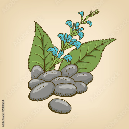 Chia branch and chia seeds. Vector illustration.