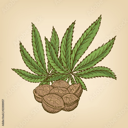 Hemp Seeds and leaves. Vector illustration