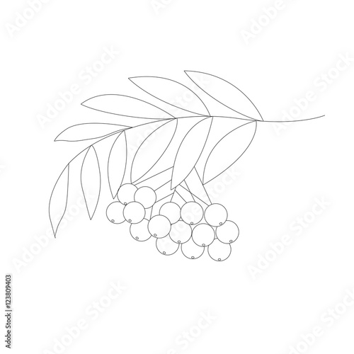 Detailed drawing of rowan or rowanberry. Berries and rowan berries with leaves, hand drawn in rustic design, classic drawing element of wild ash, pit or rowan-tree. Isolated, black and white.
