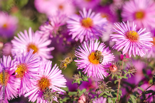 Beautiful pink garden flowers in the sunset light and bee.