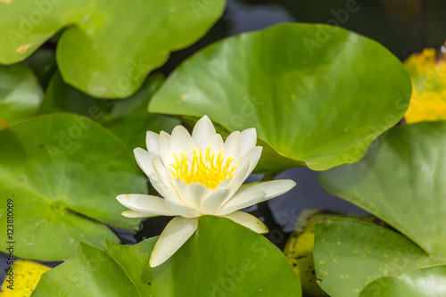 The Water lily flower.background is Water lily leafs.