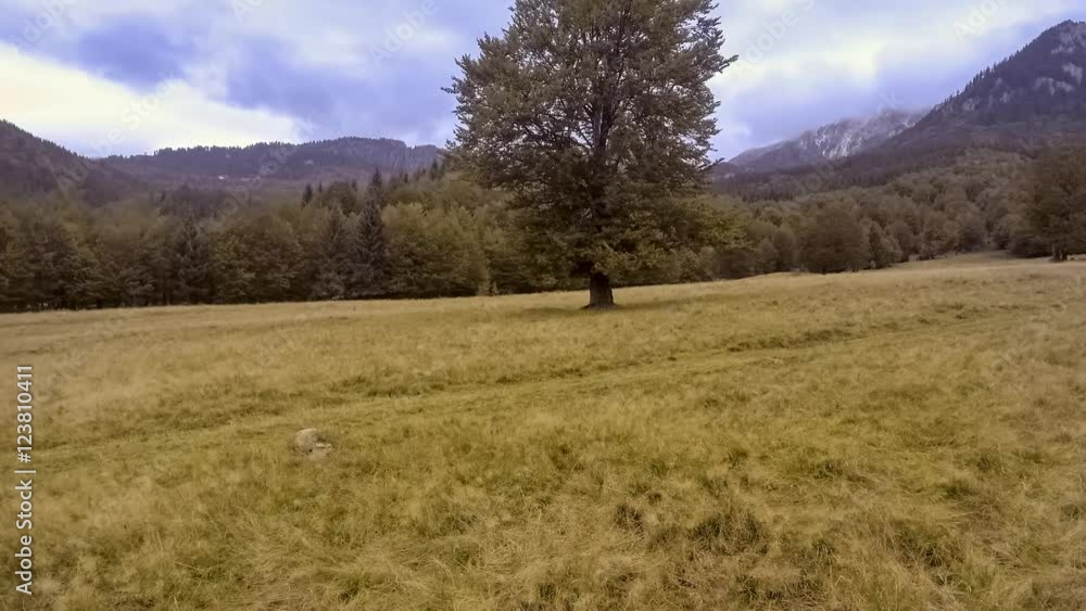 Flock of sheep in mountains with autumn forest
Flock of sheep in mountains with autumn forest