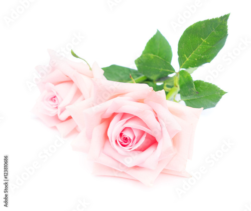Two pink blooming rose buds with green leaves isolated on white background