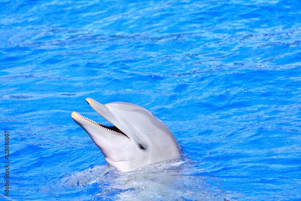 Dolphin in bright blue water