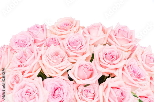 Pink blooming roses border isolated on white background