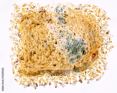 Abstract concept of disintegration of piece of gray bread with blue and green mold on white background photo