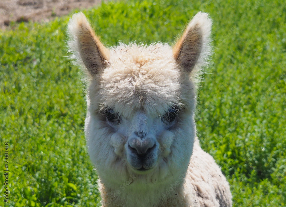 Baby alpaca or Vicugna pacos looking at camera